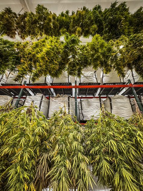 The Rise of the Cannabis Industry: A Green Revolution